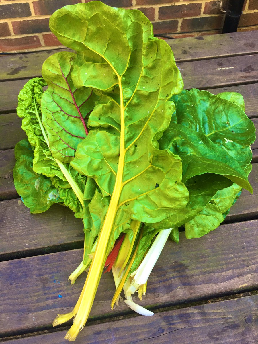 Malebopo's tweet photo. Or a bouquet of fresh veggies 😋#kitchengarden #swisschard #lettuce https://t.co/UcXzXeh71Q