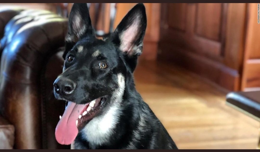 LolitaDiaz73's tweet image. This is why I  will forever love dogs! Major Biden knew those Secret Service Agents are not to be trusted! #JusticeforMajorBiden 
#SecretServiceCoverup 
#SaturdayVibes