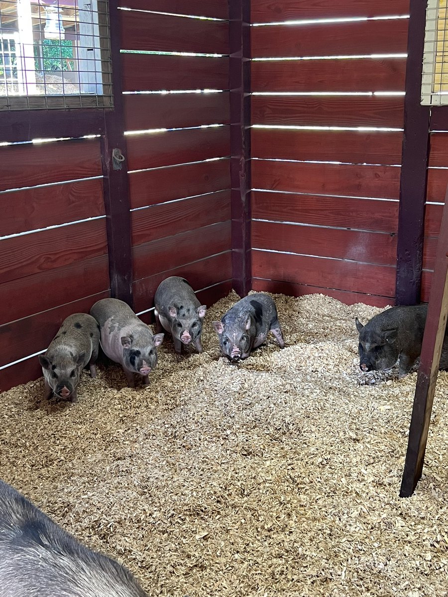 Frat_Dad's tweet photo. Selling mini pot belly’s if anyones interested. https://t.co/NC76E6q7pR