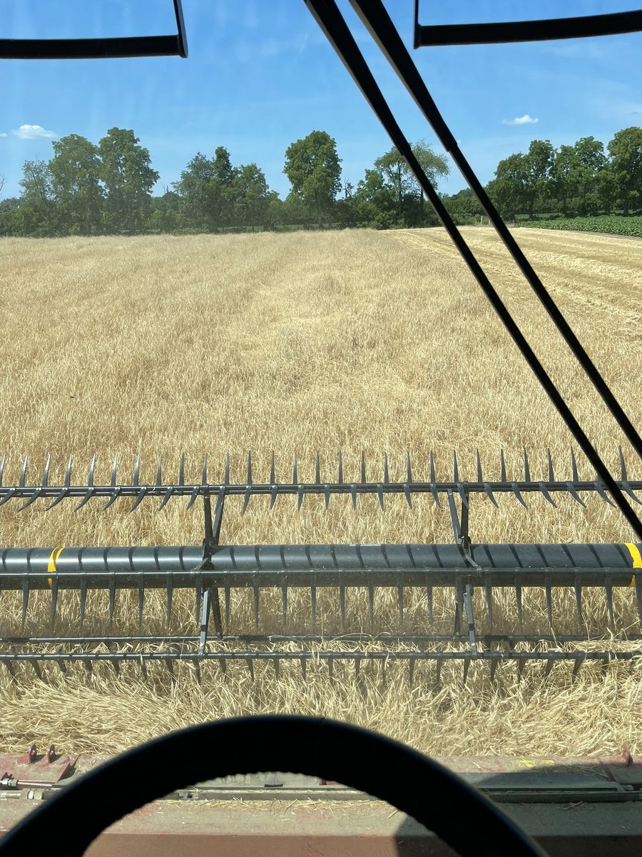 Getting some dust on the bine. Dry, nice yielding conventional rye coming off. #harvest22 rolling