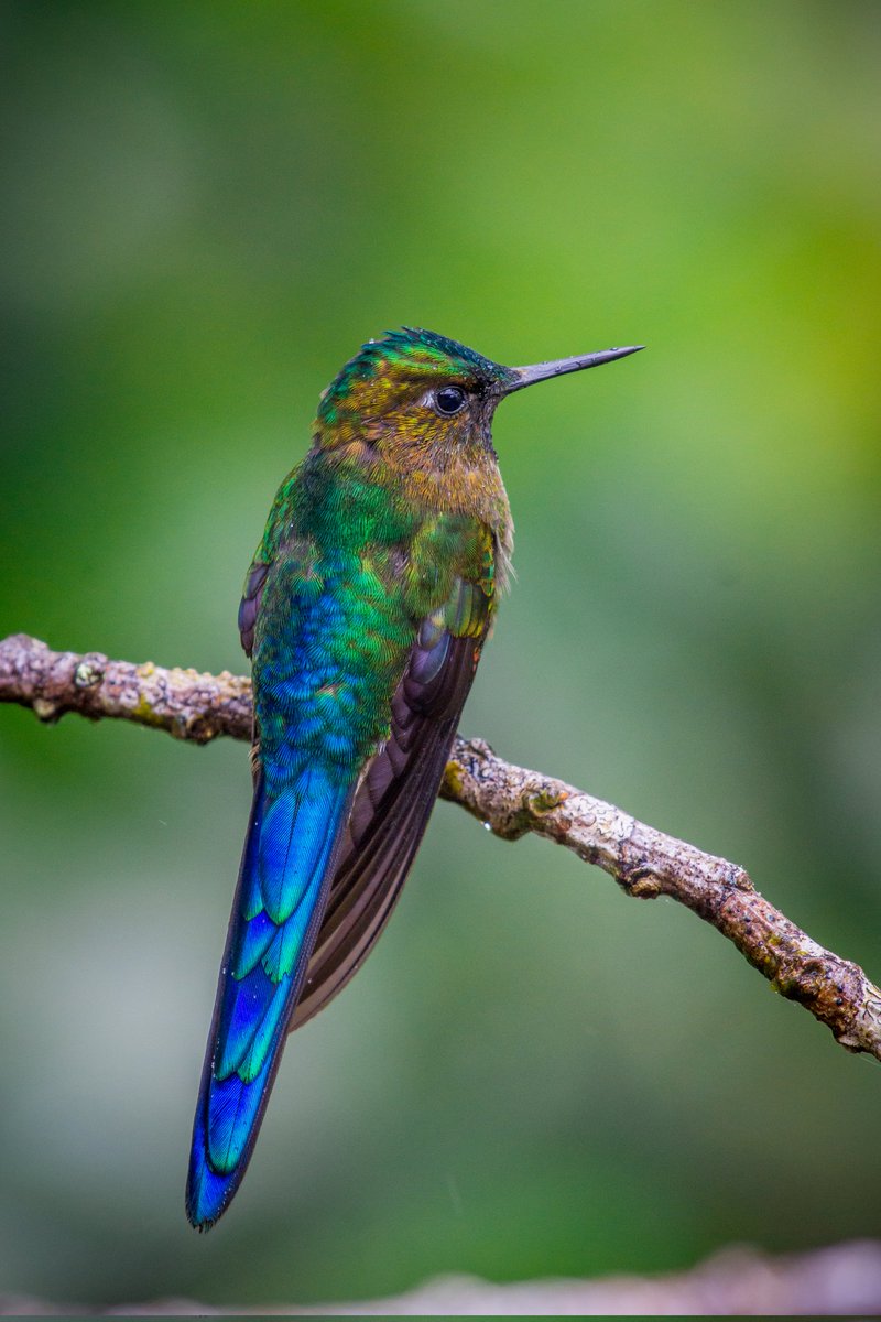 michaelpasaje96's tweet photo. Mañanas relucientes 🍃
Cometa Colivioleta/Violet-tailed Sylph/Aglaiocercus coelestis.
#hummingbirds #aves #Colombia https://t.co/wIBa8b8cfB