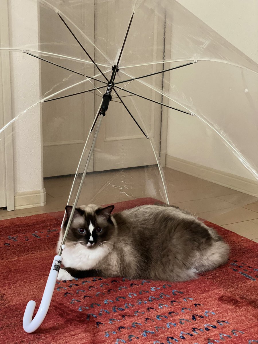 Good evening!!

#雨宿り　#猫好きさんと繋がりたい 
#ラグドール  #猫のいる暮らし  #cat 
#ねこ  #猫のいる幸せ  #catlover