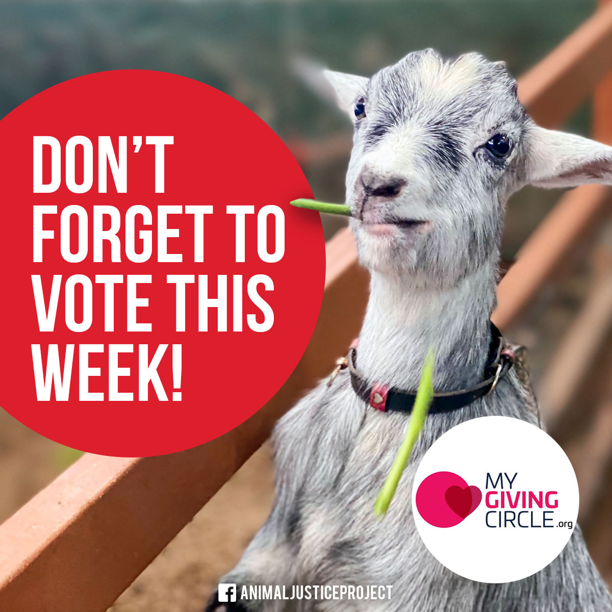 ajpReact's tweet photo. Please continue to vote for us each week! By voting for FREE, you could help us win a grant to support our campaign and investigation work.
Thanks so much to everyone who has voted and donated so far ๐
https://t.co/TZUf8Ctj1q
#GoatMilk #RespectAllLife #GoatsToOats #Vegan https://t.co/Q7N9ubKHSs