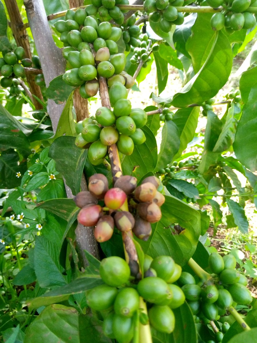 Severe cases of coffee berry disease in sebei, causing great economic losses 🧐🧐