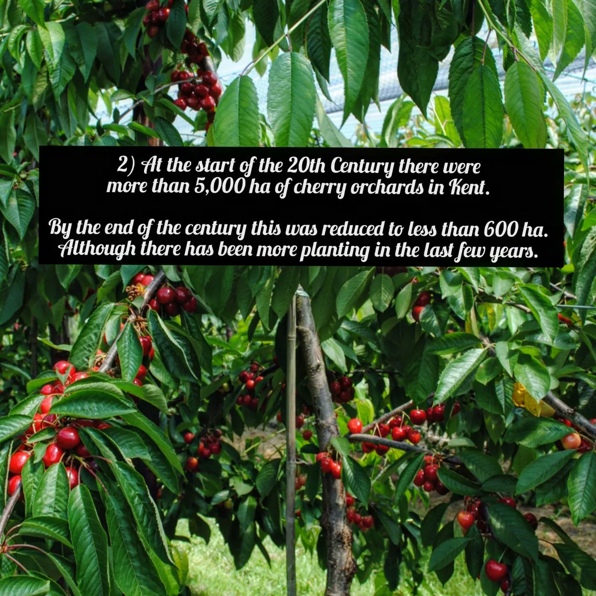 Cherry Trivia no2. for National Cherry Day. You can order a box online. 🍒🌳🍒 
#cherries #cherryday #cherry #nationalcherryday #kentcherries #britishcherries #farming