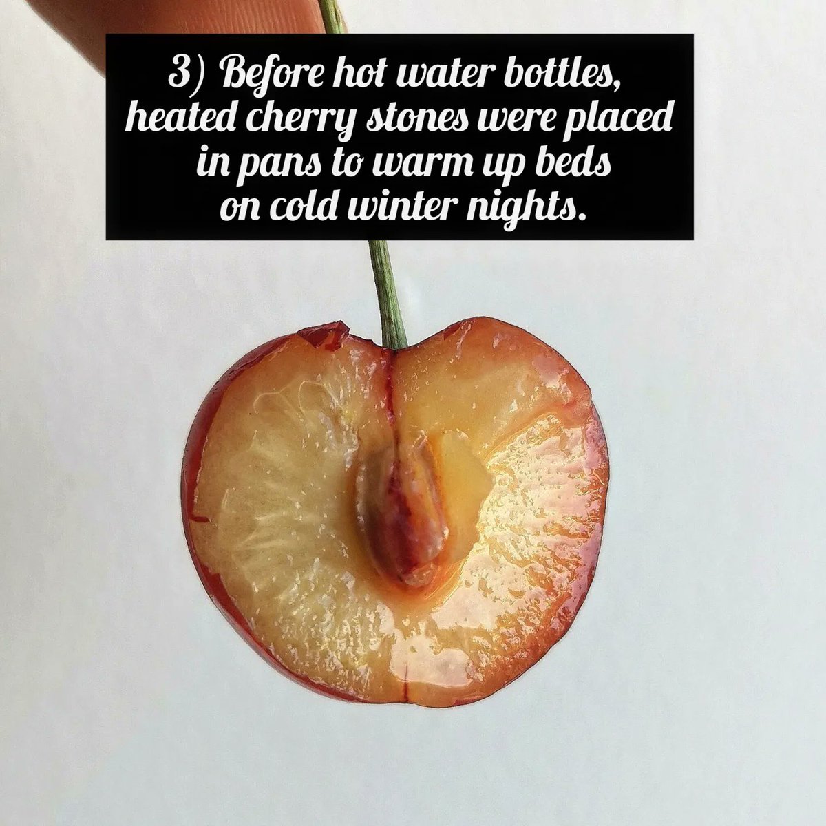 Cherry Trivia no.3 for National Cherry Day. You can order a box online. 🍒🌳🍒 
#cherries #cherryday #cherry #nationalcherryday #kentcherries #britishcherries #farming