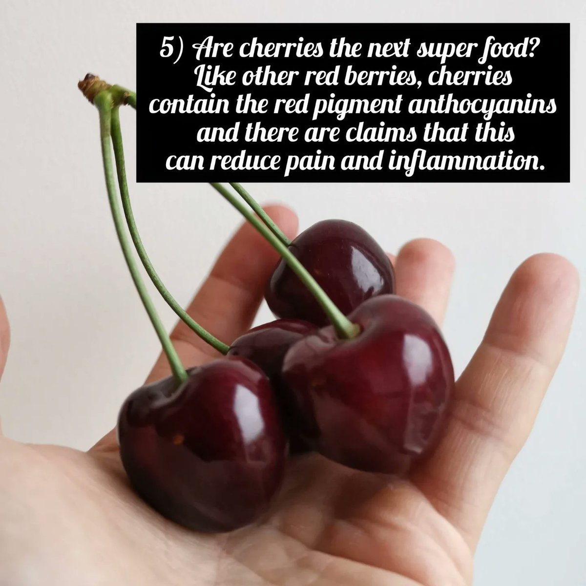 Cherry Trivia no.5 for National Cherry Day. You can order a box online. 🍒🌳🍒 
#cherries #cherryday #cherry #nationalcherryday #kentcherries #britishcherries #farming