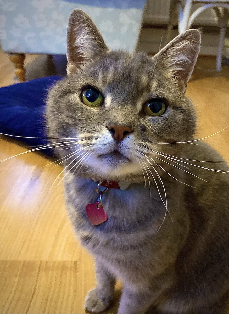 [Thread] 1/ Hello, friends. This is Mum tweeting today. I am so sorry to have to tell you that Malcolm has had a bad accident. We don’t know what happened but it looks like he was hit by a car last night. We rushed him to the emergency vet and he is still there now…