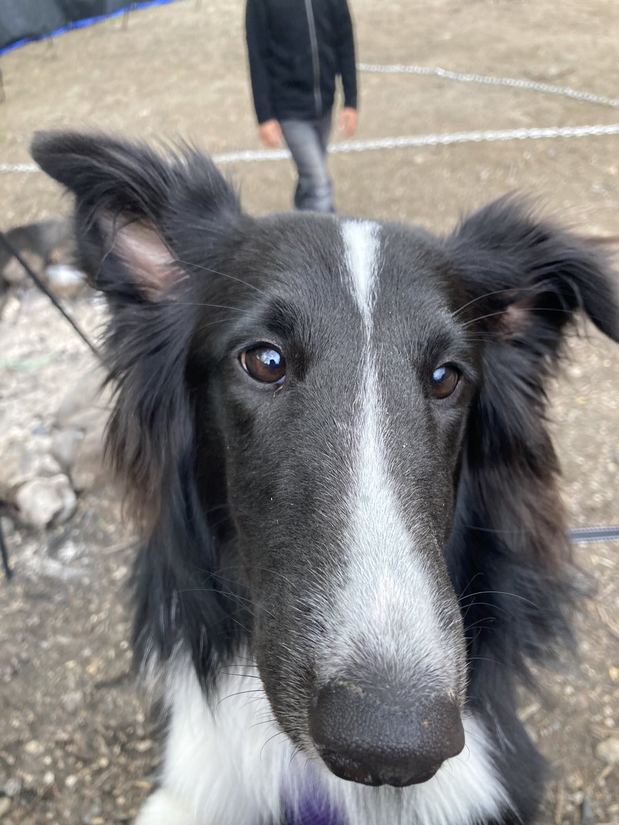 Todd Voices LLC tweet media