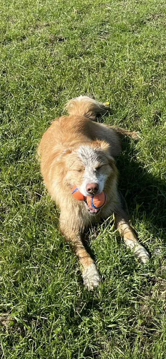 AnneHBall's tweet photo. #dogsoftwitter #colliedogs #river #digging #rivergannel #ball #2balls I has bin digging in the riverbed and I has both balls it’s been a gud day 🐾🐾🐕 https://t.co/r1KKpbqXYP