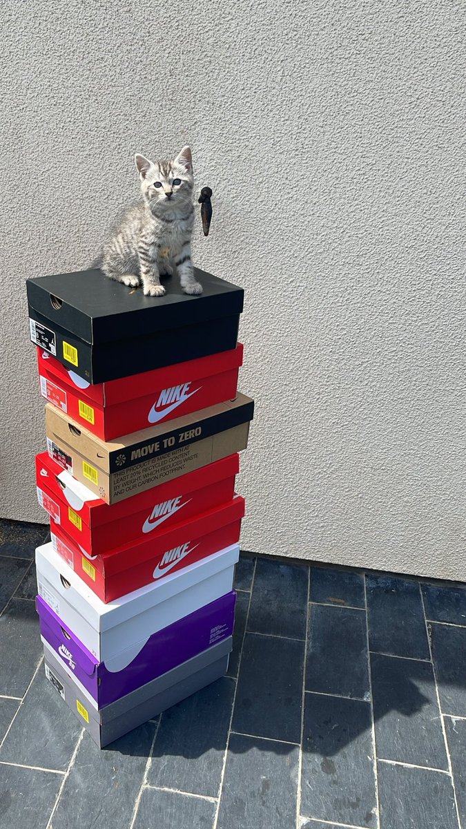 MK (@mksnkrs_) on Twitter photo some success, while waiting for the others
B : <a href="/panaiobot/">PanAIO</a>
S : <a href="/ZestyServers/">ZestyServers</a>
P : <a href="/TyphonPremium/">Typhon Premium</a> <a href="/TyphonClub/">Typhon Club</a> <a href="/Roundproxies/">Roundproxies</a>
CG : @Lunar_cook <a href="/clearnotify/">Clear Notify</a> <a href="/ErrorFrance/">Error_France</a>
R : <a href="/SlickReship/">Slick Reship</a>
want an ACO ? -> <a href="/TheCloudACO/">Cloud ACO</a> some success, while waiting for the others
B : <a href="/panaiobot/">PanAIO</a>
S : <a href="/ZestyServers/">ZestyServers</a>
P : <a href="/TyphonPremium/">Typhon Premium</a> <a href="/TyphonClub/">Typhon Club</a> <a href="/Roundproxies/">Roundproxies</a>
CG : @Lunar_cook <a href="/clearnotify/">Clear Notify</a> <a href="/ErrorFrance/">Error_France</a>
R : <a href="/SlickReship/">Slick Reship</a>
want an ACO ? -> <a href="/TheCloudACO/">Cloud ACO</a>