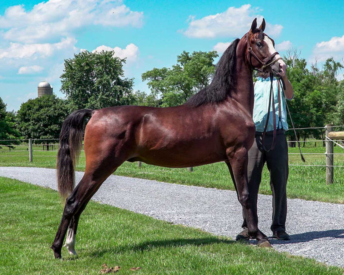 MorganShowcase's tweet image. Type, beauty &amp;amp; presence abounds in this gorgeous yearling stallion by many time champion SpiceOLife Right Answer, out of a performance champion daughter of Minion Millennium.

morganshowcase.com/newmonts_right…

#MorgansForSale #MorganShowProspect #WorldMorganFuturity #NewmontMorgans
