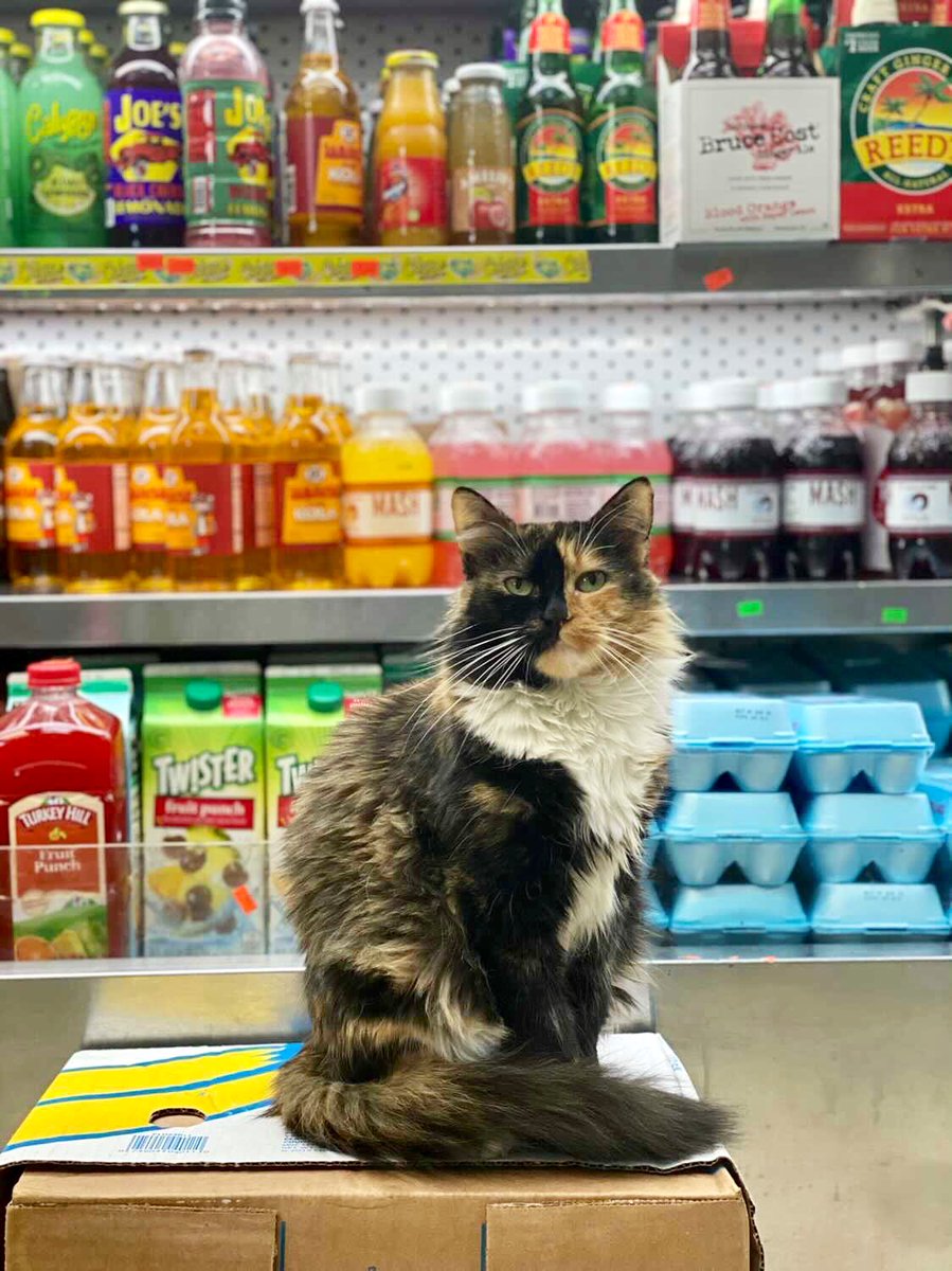 Bodegacats_'s tweet photo. https://t.co/SH5n6BXsH2