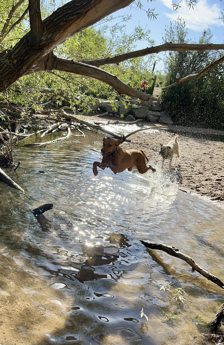 Robin Braun tweet media