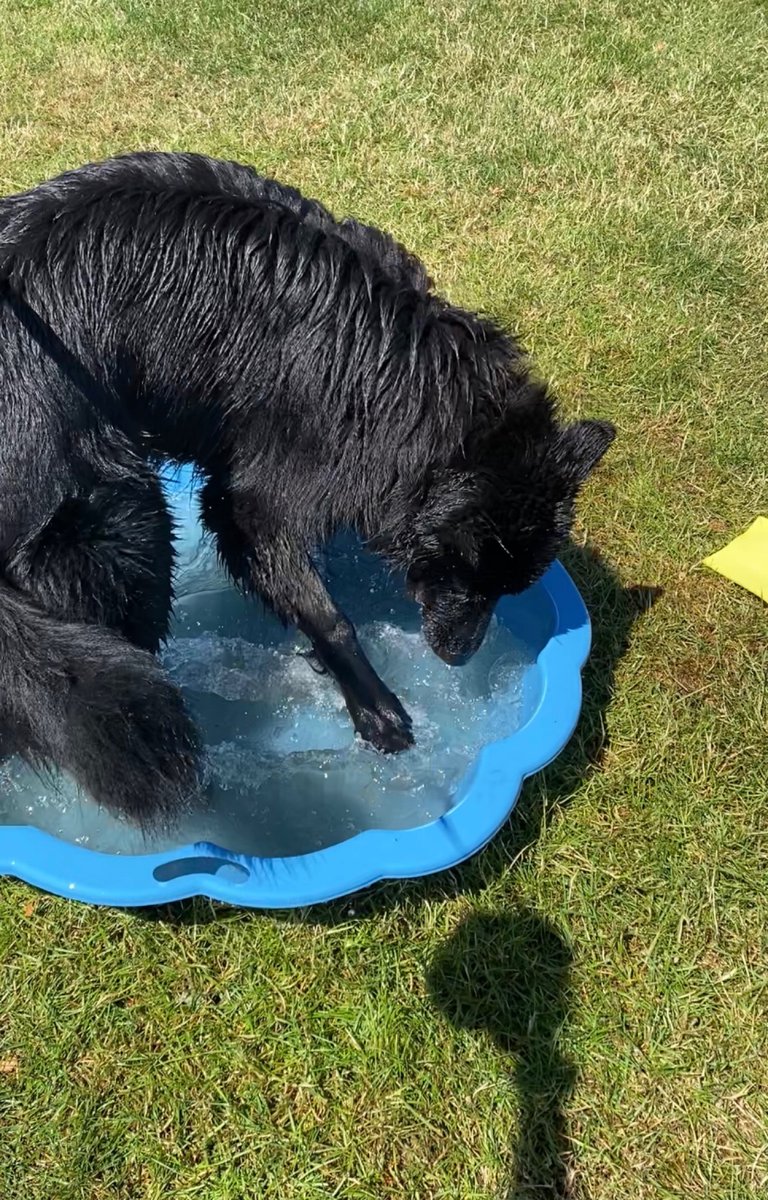 🐾. TPD Tyler 🐾 Tyler is one of our young dogs and starts his training at the end of this year. Tyler is using the paddling pool to keep himself cool today. We would love to see how your dogs are keeping cool this weekend.