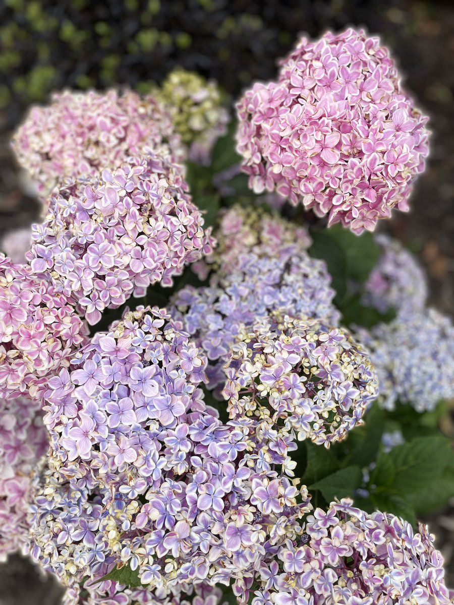 mudgal_priti's tweet photo. At my home #frenchhydrangea #flowersofsummer #flowers https://t.co/nLdZ4qD3Qm