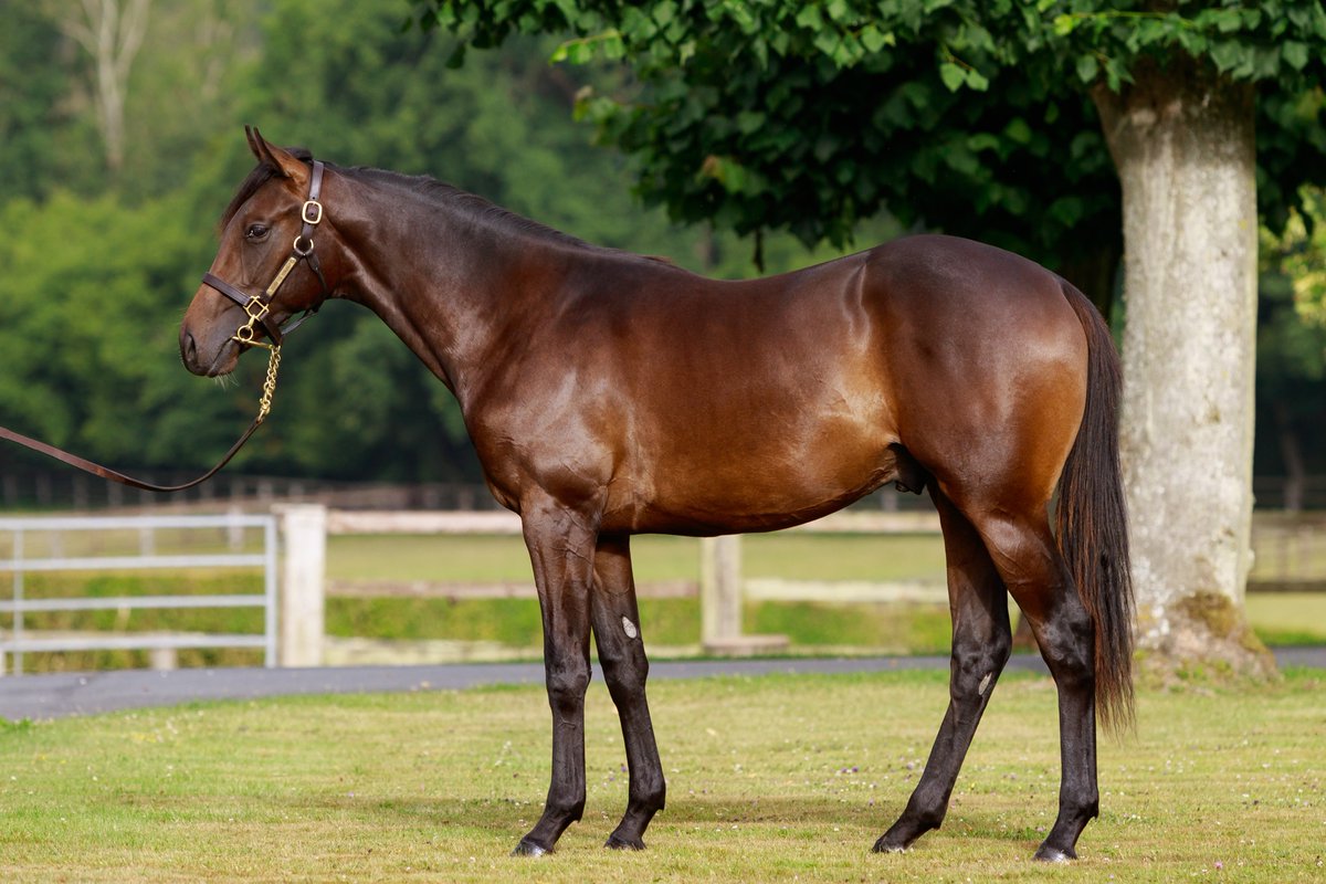 I am delighted to photograph 39 exceptional yearlings that <a href="/EcurieMonceaux/">Ecurie Monceaux</a> has to offer at <a href="/InfoArqana/">ARQANA</a> August yearling sale in Deauville.
Some of my favourites
1. 154 Siyouni x Starlet's Sister
2. 216 Siyouni x Aviatress
3. 96 Night Of Thunder x Prudente
4. 86 War Front x Pollara