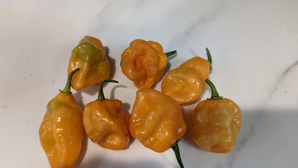 Habaneros coming along this year. Need to make some time this weekend to make a couple of batches of peach/habanero preserves. Going out before it gets too hot to harvest peaches and blackberries.