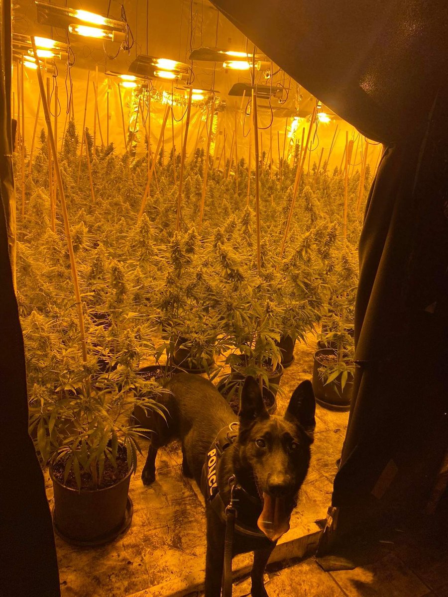 BrumCityWMP's tweet image. Team 5 worked on and executed a warrant in Digbeth finding 2 separate grows, in excess of 5000 plants. Magnificent 7 prisoners found with the help of @dronesWMP and the beauties @WMPDogs PD’s Romeo and Jet. All were charged and remanded! Thanks to @WMFSAston @OFFICIALWMAS also!