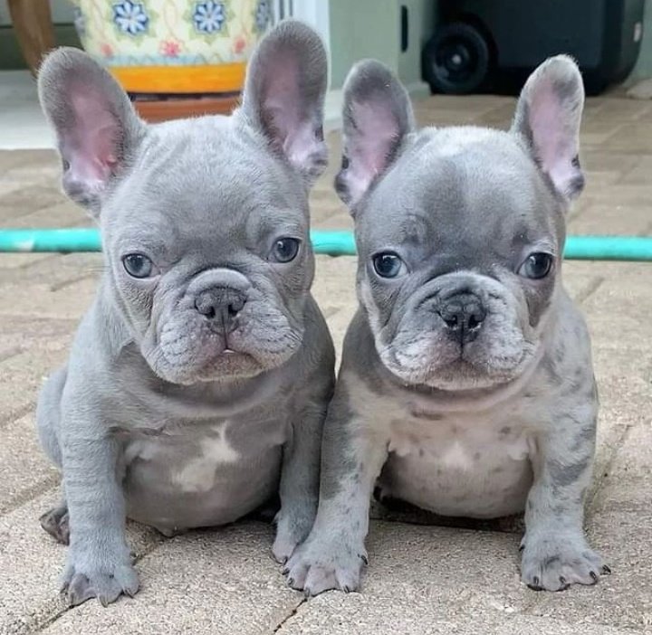 So sweet🥰🥰
Say "Yes" if you are a French bulldog Lover😍😍

<a href="/frenchielover90/">French Bulldog</a>

french.bulldog.lover Aww 
TAG a friend Follow our page 

.bulldog.lover #frenchiebulldoglover #frenchiebulldog #frenchiebulldoglover #dogsoftwitter
