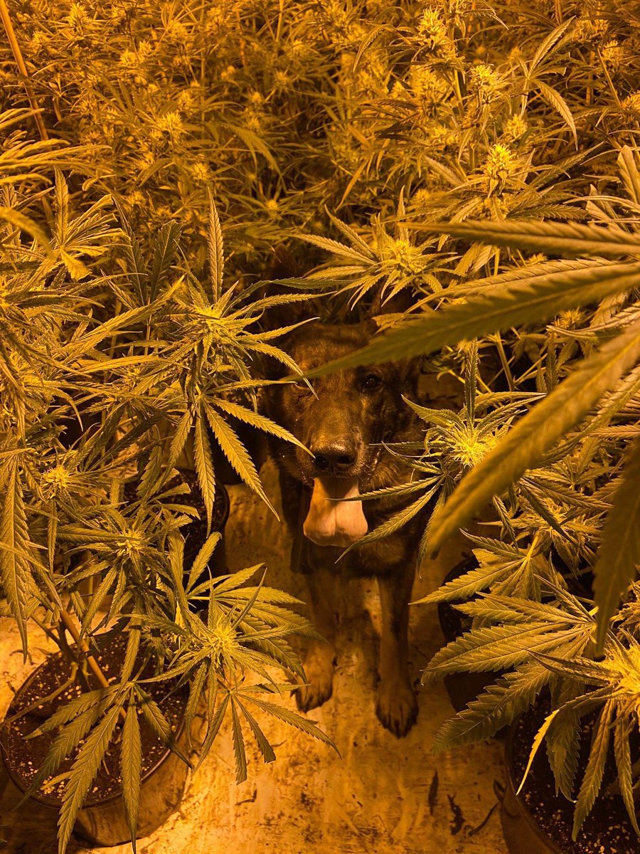 BrumCityWMP's tweet image. Team 5 worked on and executed a warrant in Digbeth finding 2 separate grows, in excess of 5000 plants. Magnificent 7 prisoners found with the help of @dronesWMP and the beauties @WMPDogs PD’s Romeo and Jet. All were charged and remanded! Thanks to @WMFSAston @OFFICIALWMAS also!
