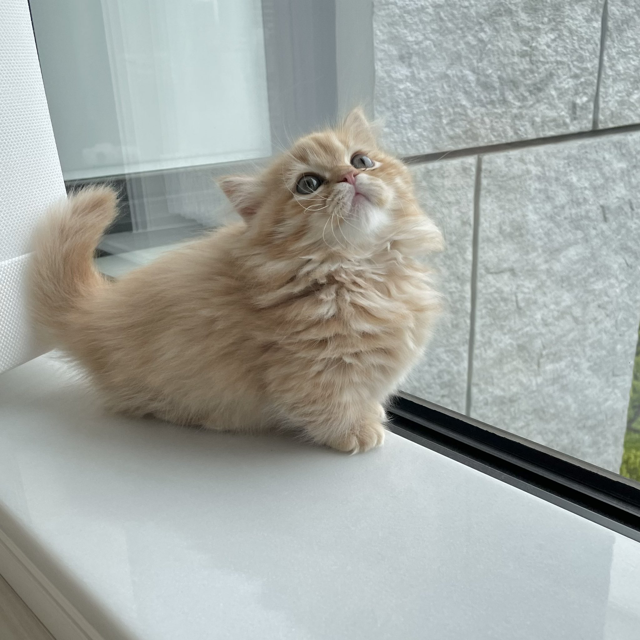 うなねこです マンチカン Una Nyaaa Twitter