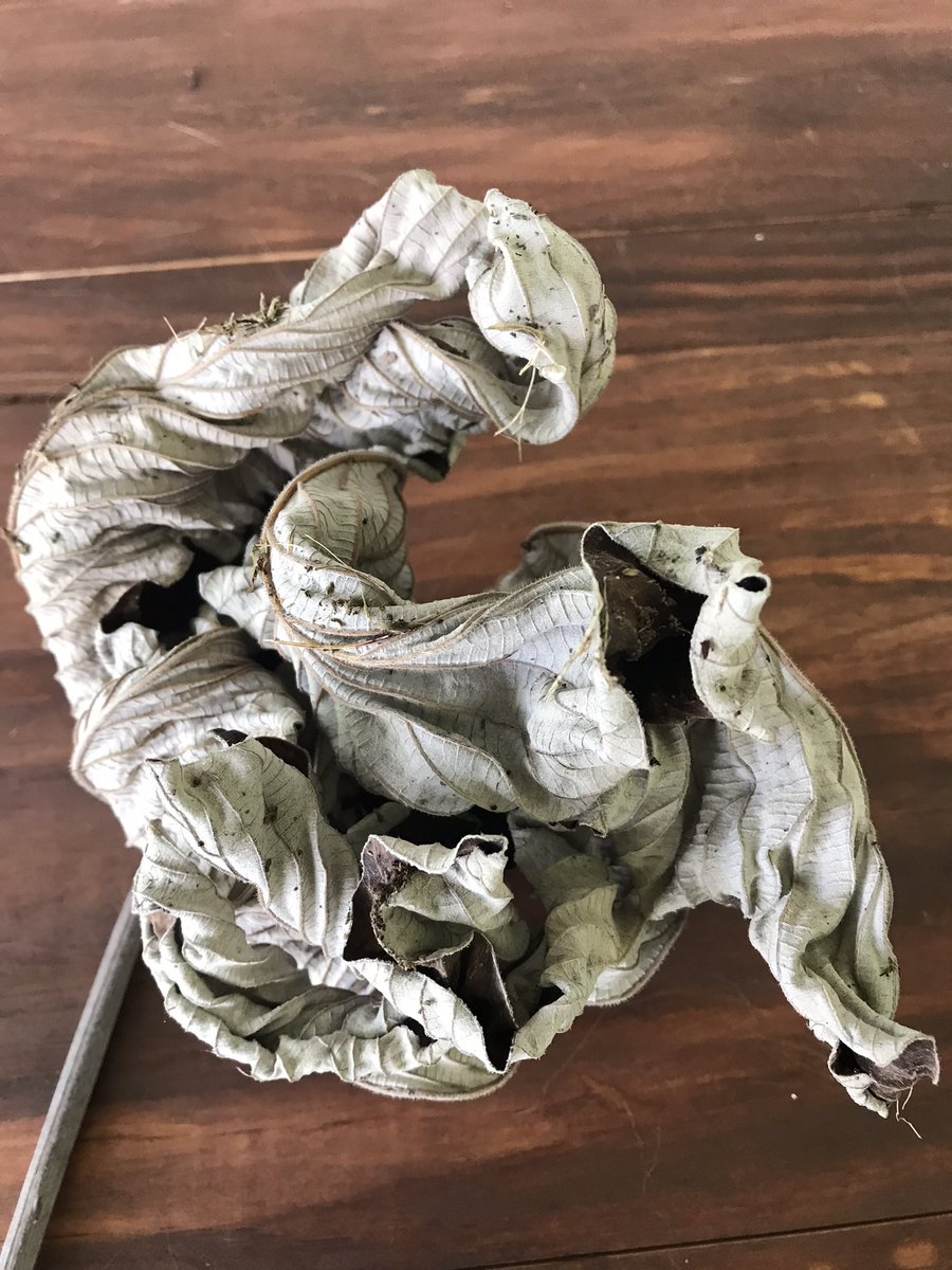 harryvx's tweet photo. The guard at the Residence brought me a bois cano leaf from the garden this morning and told me I could make bush tea with it. So I made some. It’s really nice! Good for the immune system! #BushTea https://t.co/N2CByWvgDB
