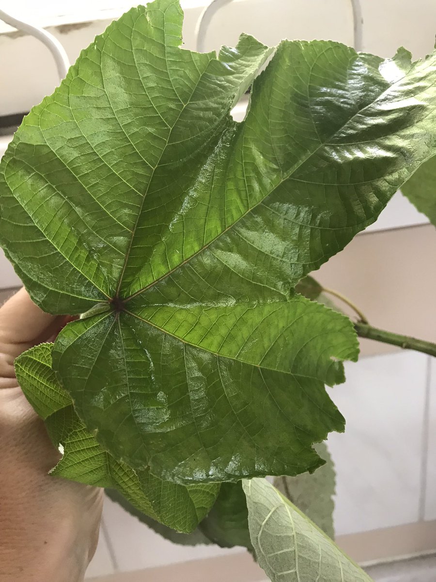 harryvx's tweet photo. The guard at the Residence brought me a bois cano leaf from the garden this morning and told me I could make bush tea with it. So I made some. It’s really nice! Good for the immune system! #BushTea https://t.co/N2CByWvgDB