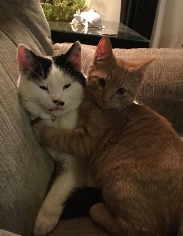 ؘ (@jjunnicat) on Twitter photo 