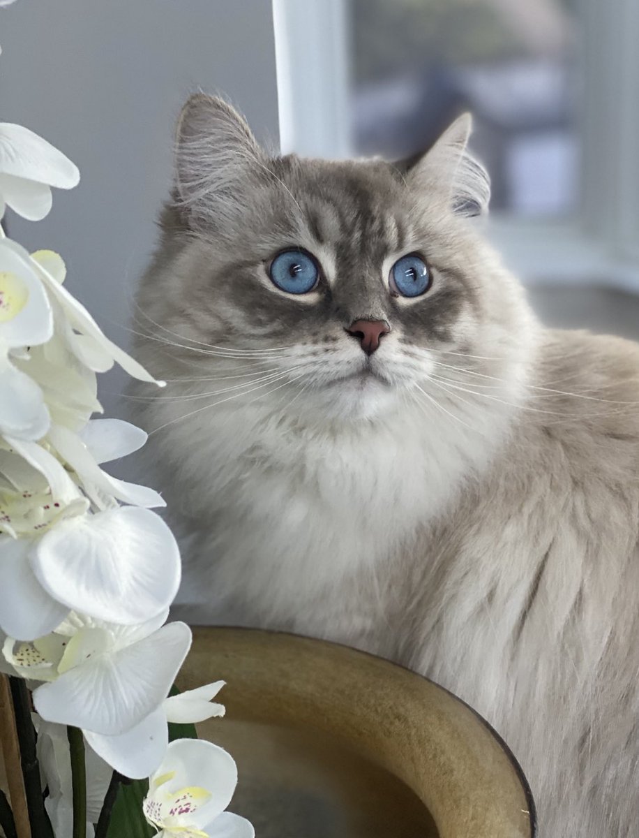 LoriFabTravels's tweet photo. Ozzie & Bowie posing for their #Caturday pictures. #Siberian #NevaMasquerade #beautiful #blueeyes #CatsOfTwitter #catlover #kittens #cats #photography #animallover #petphotography #catphotography #picturepurrfect #poshpets #catlife #kitten #KittyLux https://t.co/lIBGvQMAJh