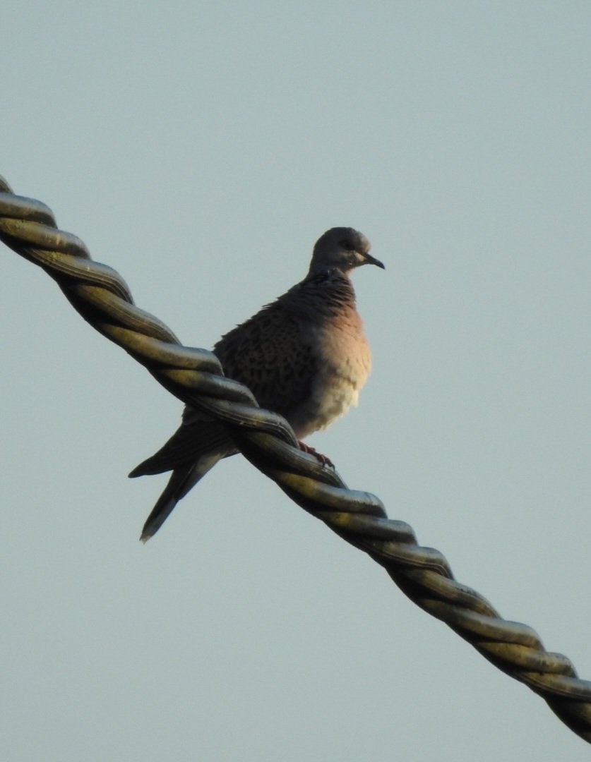 Ralphs_Ian's tweet photo. Not a part of #GloriousGlos I know very well, but with fires in the forest the #SevernBore and a couple of cracking birds, Caspian Tern and Turtle Dove, turned into a top morning in the heart of the county #Epney #GlosBirds https://t.co/rBwZcGevn8