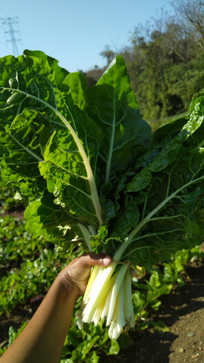 Hlengiwe_HK's tweet photo. I'm a farmer. I sell spinach in our community, the support is amazing ❤️ https://t.co/kXqJjAnsLc