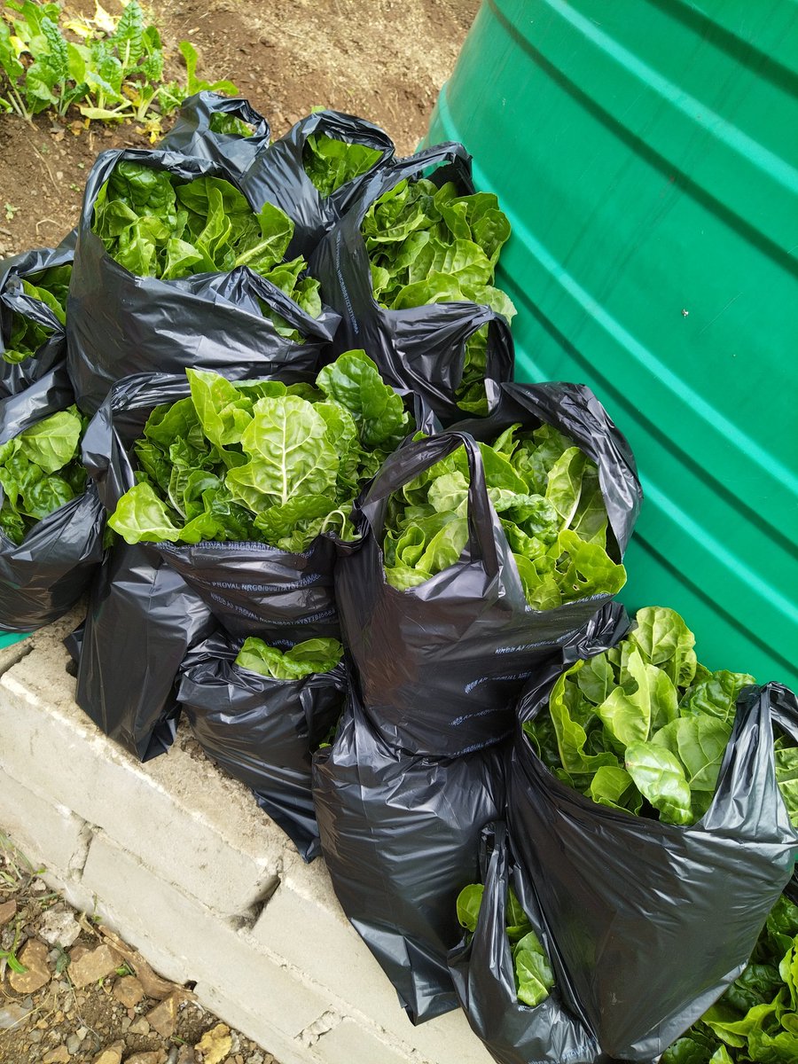 Hlengiwe_HK's tweet photo. I'm a farmer. I sell spinach in our community, the support is amazing ❤️ https://t.co/kXqJjAnsLc