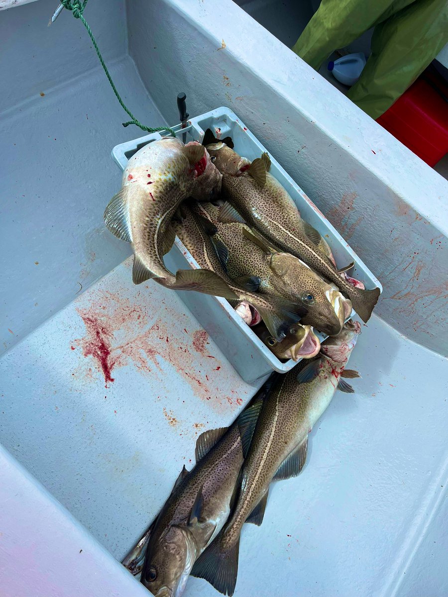 #foodfishery Too big for the box. #CI