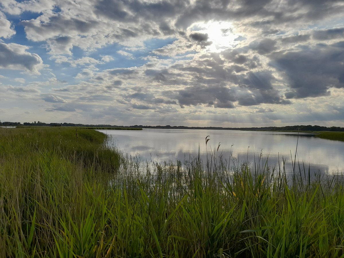 JournoKim's tweet photo. Still buzzing after seeing a bittern swoop over us at Hickling yesterday evening @NorfolkWT #lovenorfolk #bittern https://t.co/JC9JS4DHhL