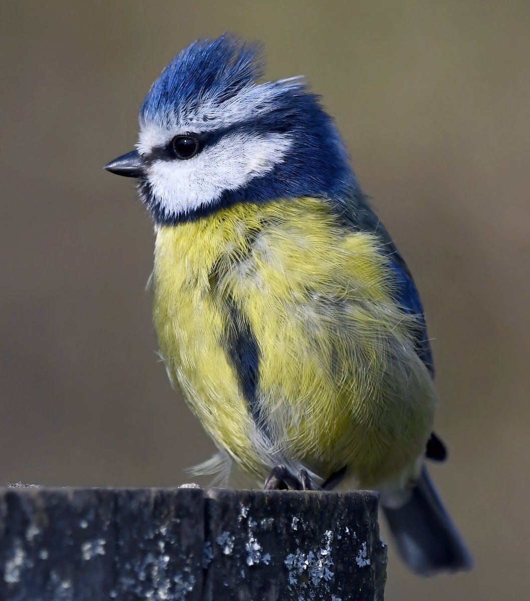 CarlBovisNature's tweet photo. Yep, it's Bruiser! 😀🥰
#BruiserTheBlueTit 🐦 https://t.co/Q6fWNH2b2j