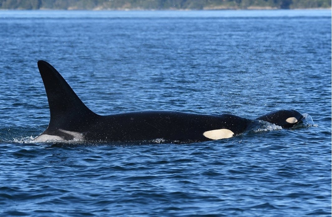 OrcaSpotlight's tweet photo. In addition to the 12 southern residents from J and L pod that were recently announced to be in poor condition, the newest calf's mother, K20 Spock, and older brother, K38 Comet, were determined to be "skinnier than usual" by the CWR in encounter #39 on July 11th. https://t.co/fPGp20Z9zU