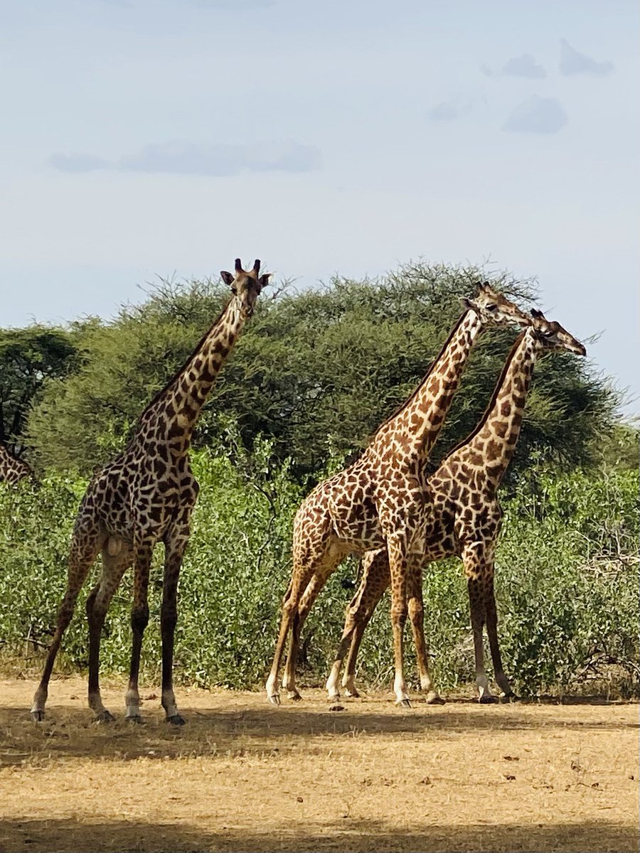 flisslfc's tweet photo. Day off today for our volunteers- lucky to experience a visit to a national conservation park @Memusi_Tweets #wildlife #conservation #kenya #saynotohunting #animalsatrisk #drought https://t.co/KXOafb7C30