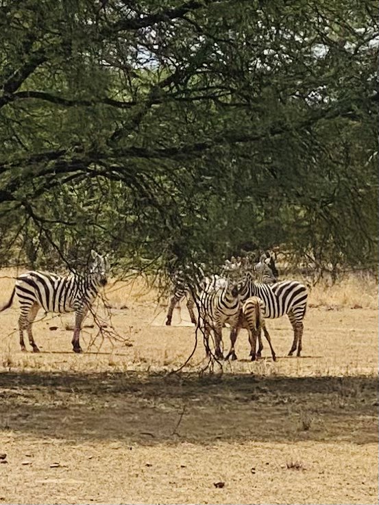 flisslfc's tweet photo. Day off today for our volunteers- lucky to experience a visit to a national conservation park @Memusi_Tweets #wildlife #conservation #kenya #saynotohunting #animalsatrisk #drought https://t.co/KXOafb7C30
