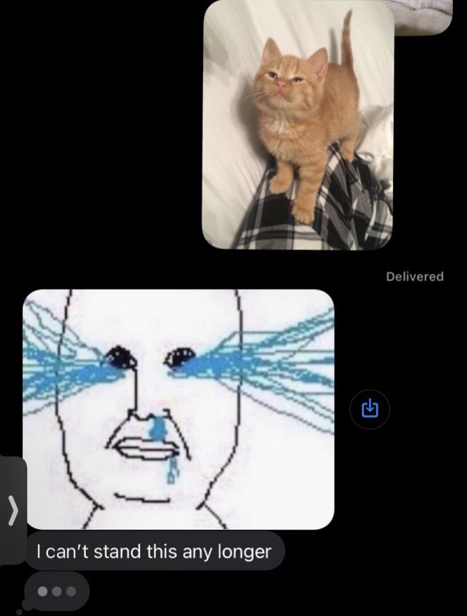 elton the cat tweet media