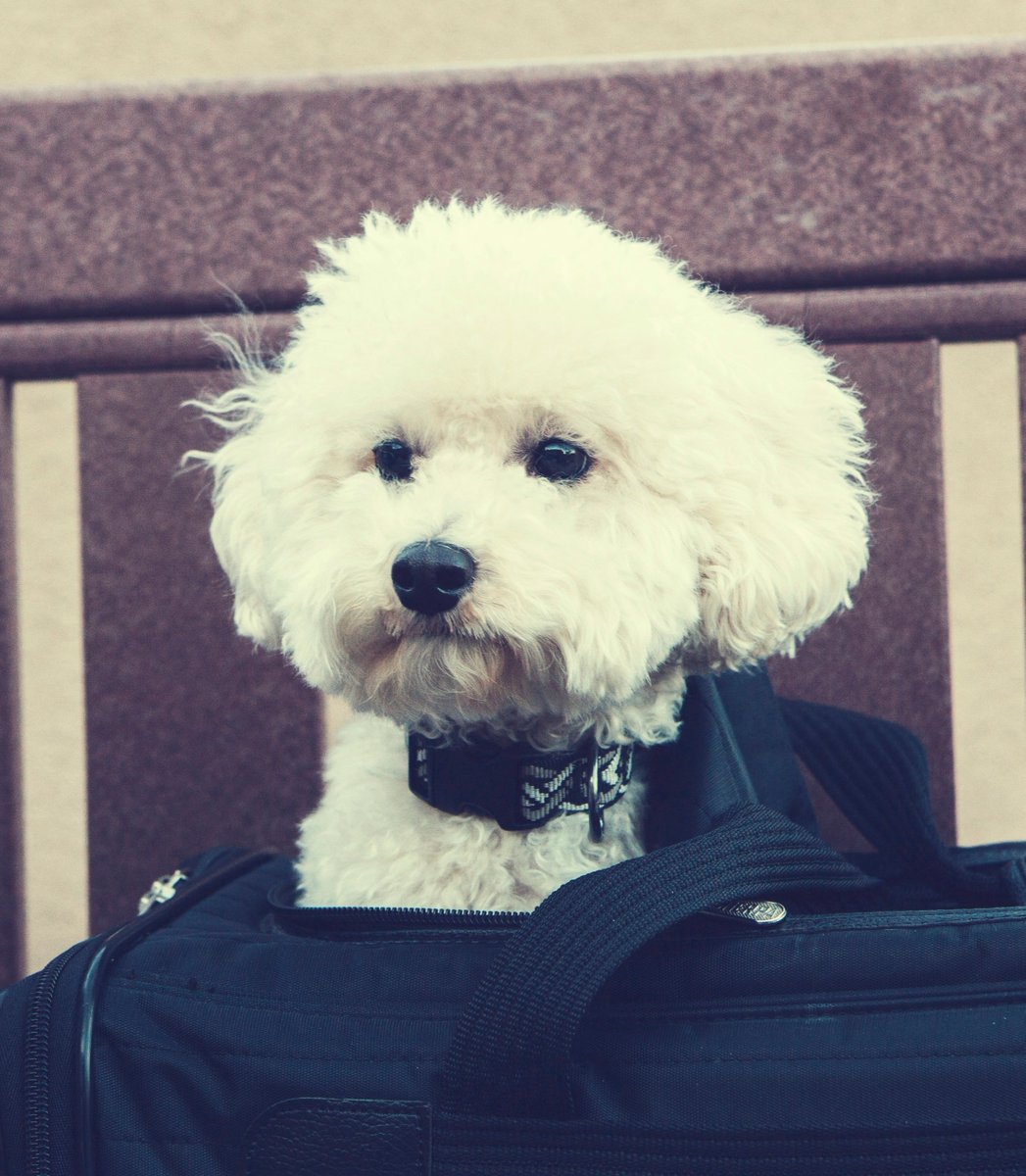 I love my Sky baby! Hard to believe he's 9 years old!