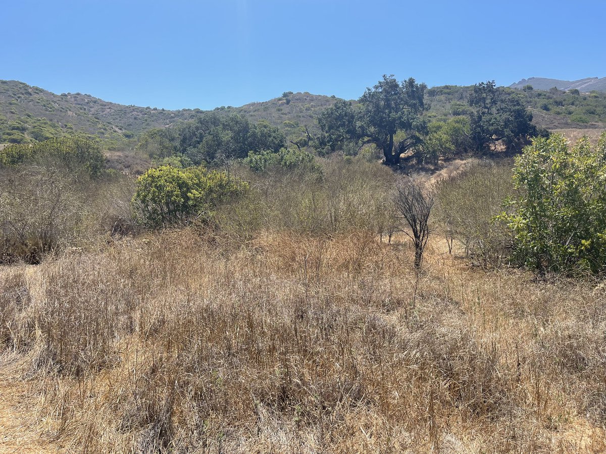 Fire recovery in SoCal #springsfire02