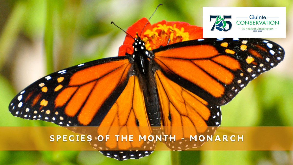 quinteca's tweet photo. Monarchs require host plants to eat as caterpillars, and nectar plants as adults. As caterpillars, they eat the leaves of milkweed species. As adults, they require flowering plants all summer. #SpeciesOfTheMonth #QC75 https://t.co/kNmWf5vuM1 https://t.co/cfkPLEqFb4