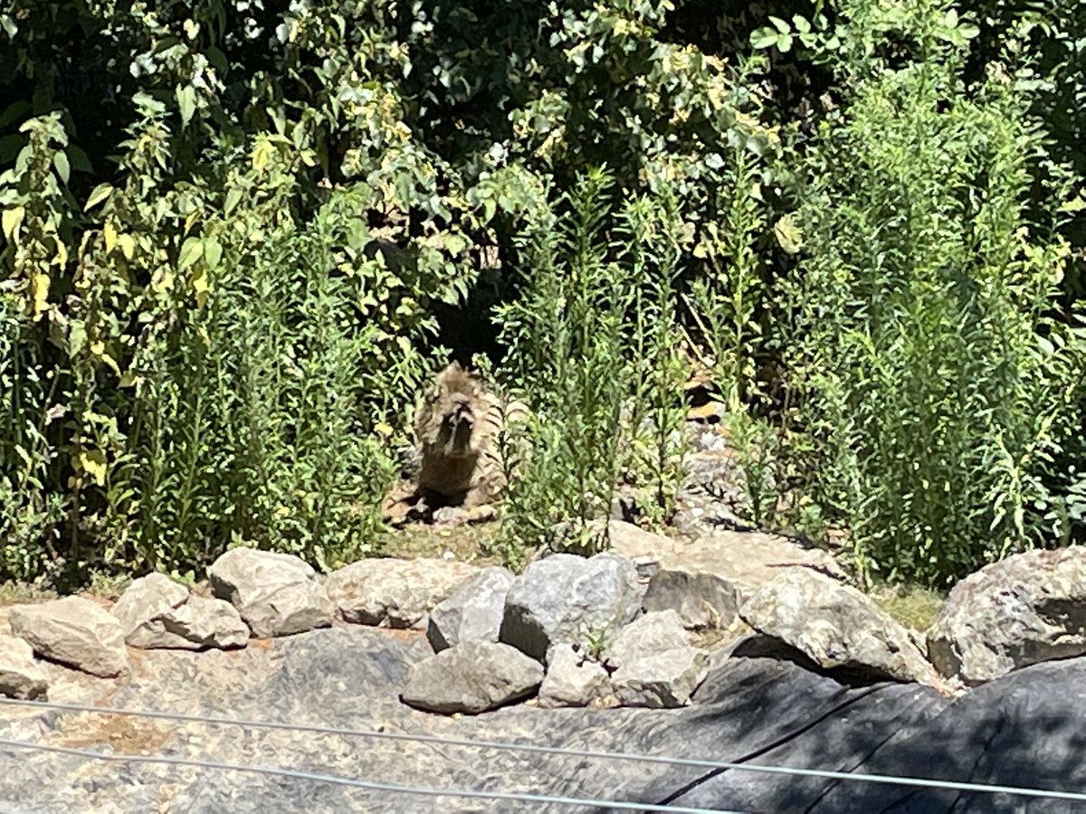 XOFGames's tweet image. Hey @zach_hazard just found a capybara at the zoo today, enjoy!