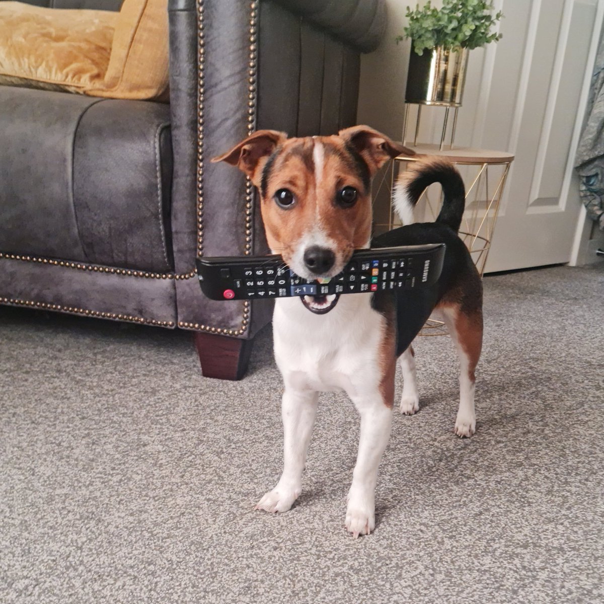 #cheekymoneky #jrt #naughtypup #playwithme #jrt #dogs #lovedogs #puppy