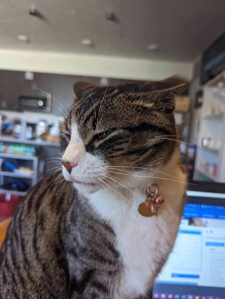 Invarewrites's tweet photo. @BigChompDrox tesla after the scientist not the car he had little lightning bolts instead of stripes when he was little caught doing a rare blep ( he wouldn't let me get a better photo) over only ever seen him blep twice in his life. He likes to nap on me when I game https://t.co/ad5fl48dR6
