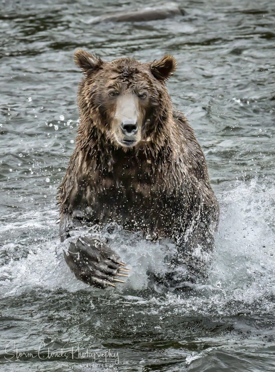 lhedien's tweet photo. 🐻 It’s lunchtime! Charging for the #salmon! 🍣 #Alaska #brooksfalls #katmai
#Alaska #visitAlaska #bear #wildlifephotography #photography #thephotohour #natgeo #nikonUSA #natgeoyourshot #zcreators #Alaskalife #travelalaska #akwildlife #captureAlaska #wildlifepic #nikonoutdoors https://t.co/93KXSU2sHJ