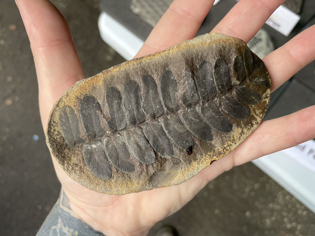 Dr Katie Strang tweet media