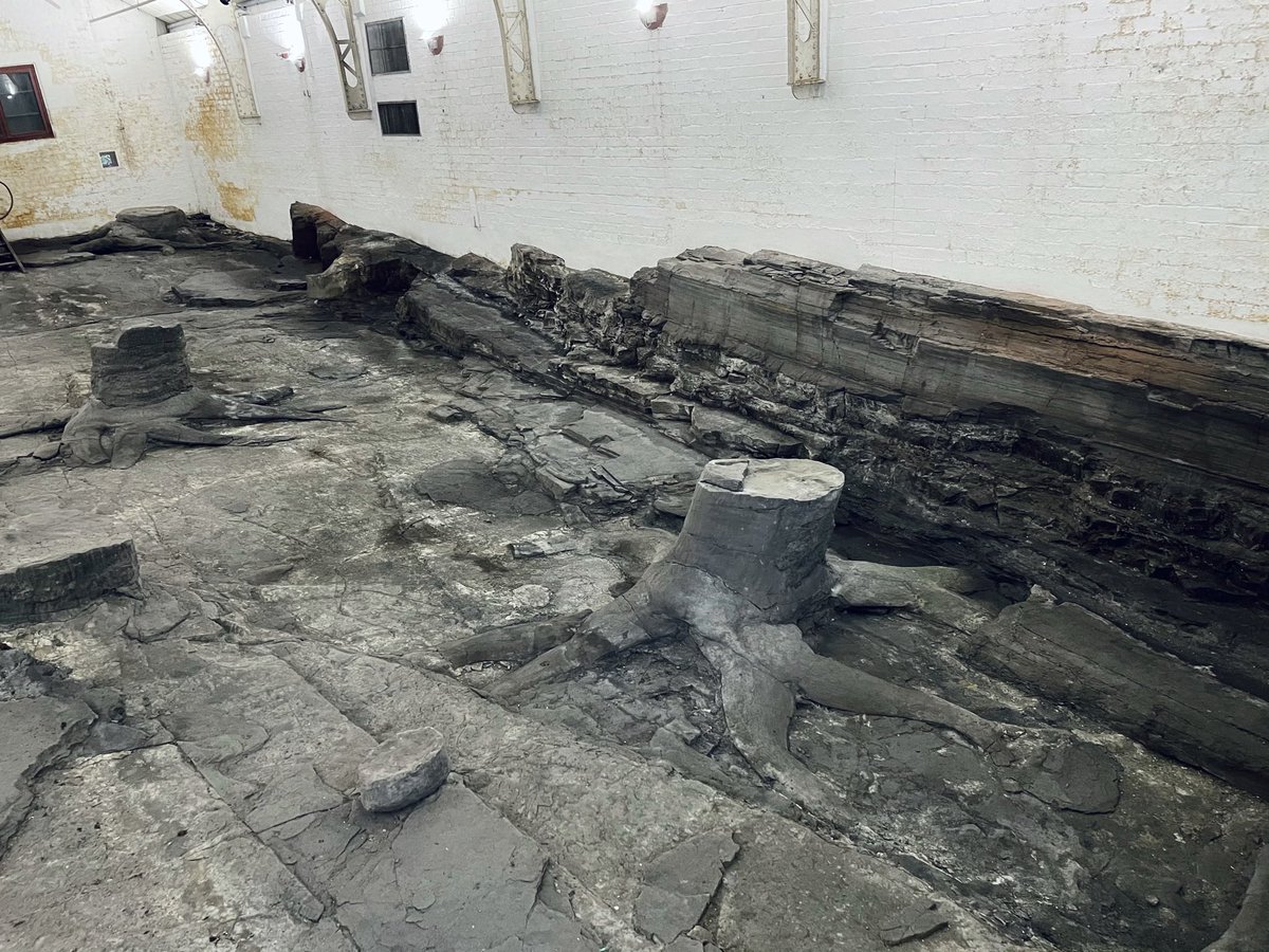 Dr Katie Strang tweet media