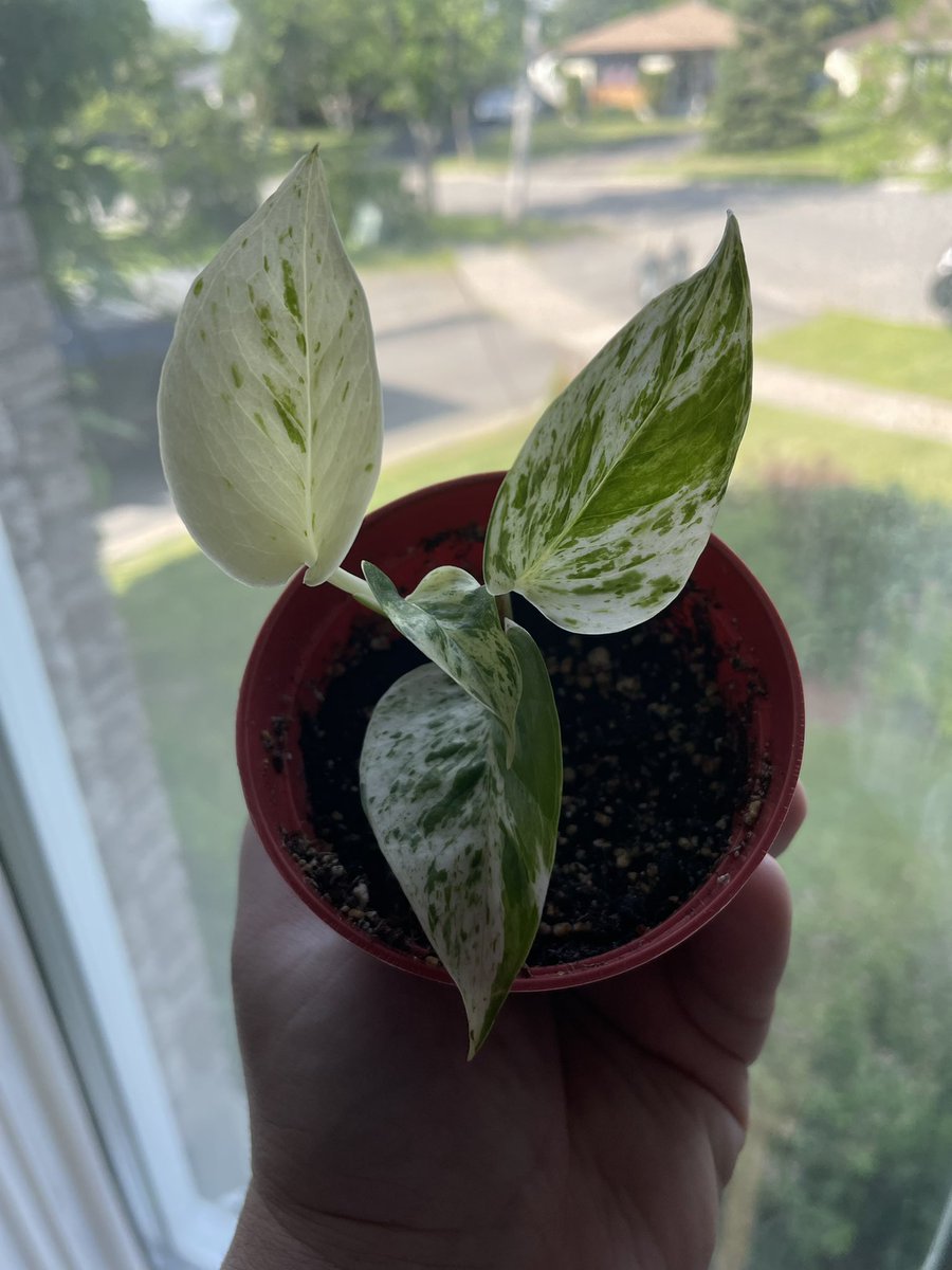 kelseygoldss's tweet photo. My super pretty new leaf 😍 #pothos #marblequeen #varigatedplants #plantlover #NOFILTER https://t.co/RvjoPiZrAq